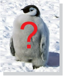 Posicionamiento organico y el pinguino de google